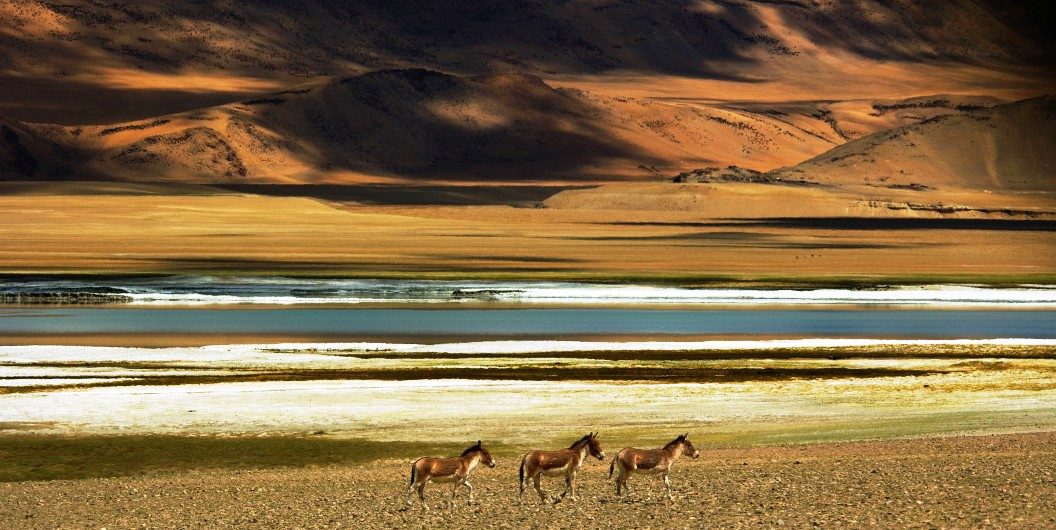 Tso Kar Lake Ladakh