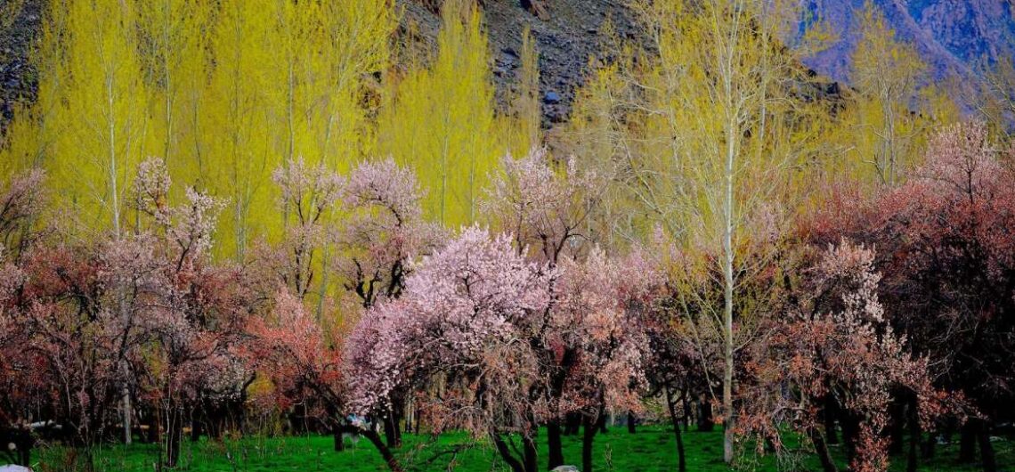 Apricot blossom in leh ladakh in April