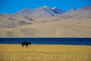12 days complete leh ladakh tour package from srinagar