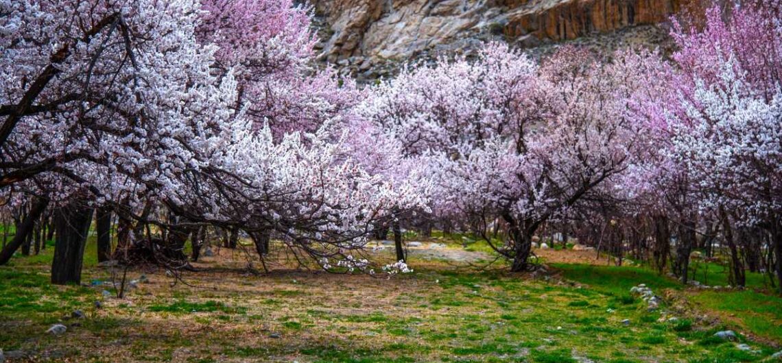 Apricaot Blossom in Leh Ladakh