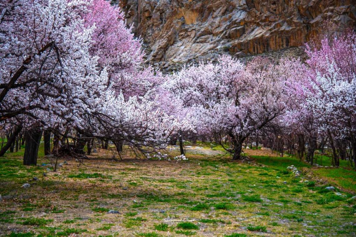 Apricaot Blossom in Leh Ladakh