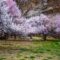 Apricaot Blossom in Leh Ladakh