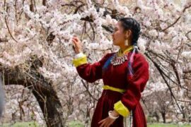 Apricot blossom tour package in Leh Ladakh