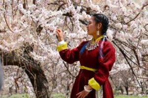 Apricot blossom tour package in Leh Ladakh