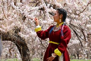Apricot blossom tour package in Leh Ladakh