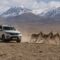 Illegal offroading by tourists in Ladakh is a threat to wildlife and ecology (Representational image)